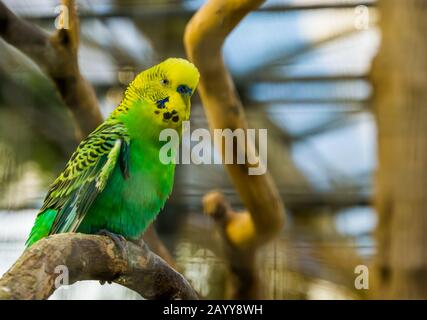 green and yellow budgerigar parakeet in closeup, tropical parrot specie from Australia Stock Photo