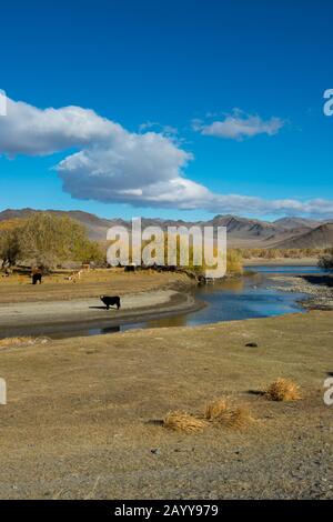 Cows grazing along the Hovd River near the city of Ulgii (Ölgii) in the Bayan-Ulgii Province in western Mongolia.