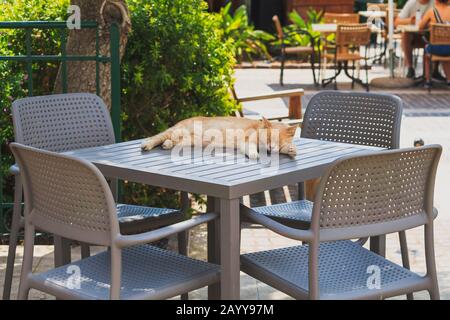Cat sleep outside on a caffes table Stock Photo