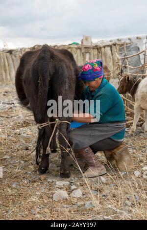 mongolian woman milking a cow Stock Photo - Alamy