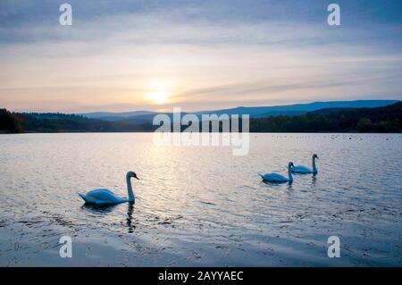 White swans on a colorful lake Stock Photo