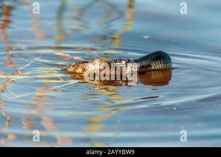 Mölndal Sweden, 19/08-15. Grass snake (Natrix natrix) hunting a Common Toad,(Bufo bufo) in a fresh water lake, creating ripples on the water. Stock Photo