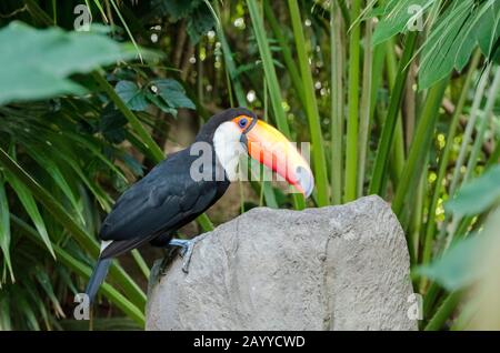 Side view of a toco toucan, Ramphastos toco, perched on an artificial rock; specimen in captivity Stock Photo