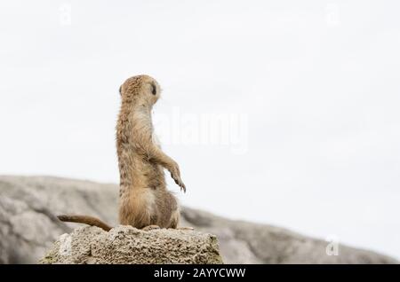 Standing meerkat, suricate, Suricata suricatta, looking behind; specimen in captivity Stock Photo