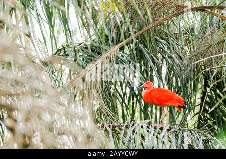 Side view of a scarlet ibis, Eudocimus ruber, perched on an branch; specimen in captivity Stock Photo