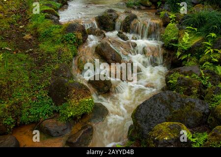 A creek with a small waterfall in the Terra Nostra Botanical Gardens in Furnas on Sao Miguel Island in the Azores, Portugal. Stock Photo