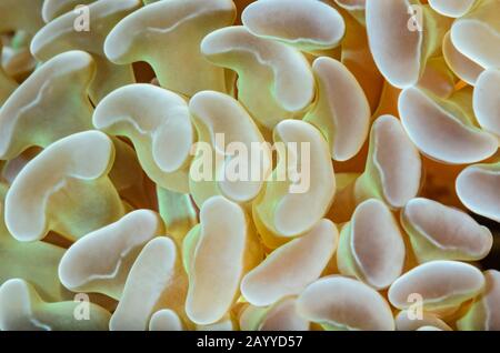 Anchor coral, Fimbriaphyllia ancoraa, Lembeh Strait, North Sulawesi, Indonesia, Pacific Stock Photo