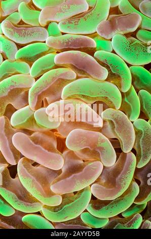 Anchor coral, Fimbriaphyllia ancora, Lembeh Strait, North Sulawesi, Indonesia, Pacific Stock Photo