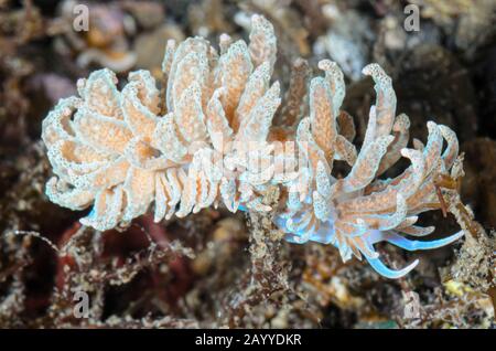 sea slug or nudibranch, Phyllodesmium crypticum, Lembeh Strait, North Sulawesi, Indonesia, Pacific Stock Photo