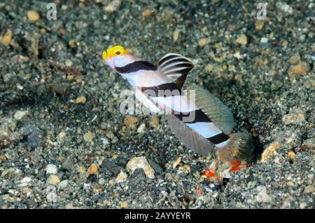 Yellownose shrimpgoby, Stonogobiops xanthorhinica, with Randall's snapping shrimp, Alpheus randalli, Lembeh Strait, North Sulawesi, Indonesia, Pacific Stock Photo