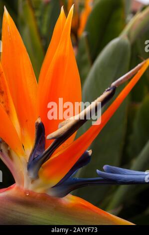Close-up of a flower of a Bird-of-Paradise (Strelitzia reginae) on the island of La Gomera which is one of the Canary Islands, Spain, located in the A Stock Photo