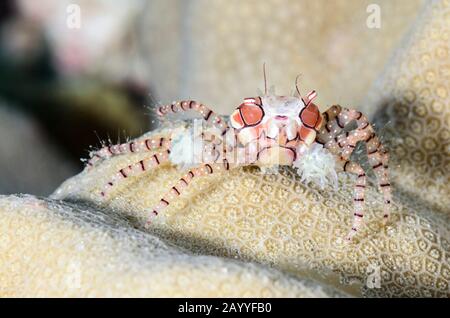 Mosaic Boxer crab, Lybia tesselata, Lembeh Strait, North Sulawesi, Indonesia, Pacific Stock Photo