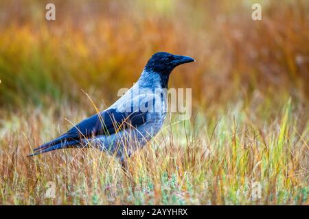 Hooded crow (Corvus corone cornix, Corvus cornix), stands in a meadow, Finland, Karelia Stock Photo