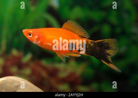 green swordtail (Xiphophorus helleri), breeding form Marmor Stock Photo