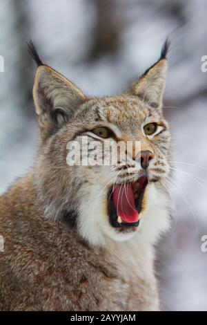 Eurasian lynx (Lynx lynx), portrait, yawning, Germany, North Rhine-Westphalia, Sauerland Stock Photo