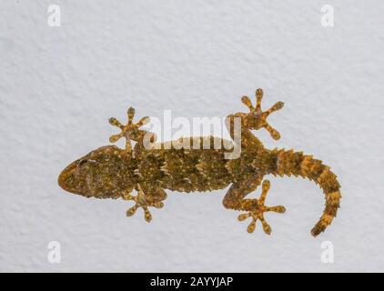 Gecko on a fcladding, Spain, Cadiz, Tarifa Stock Photo