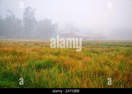 horse farm in the foggy morning Stock Photo