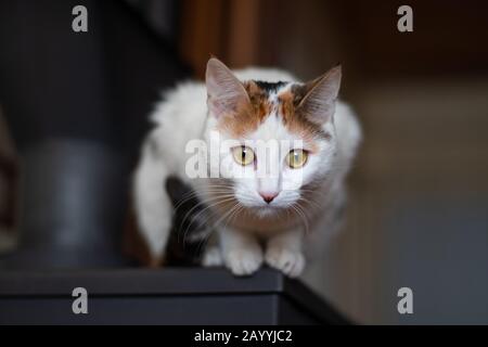 DOMESTIC CAT STALKING PREY Stock Photo - Alamy