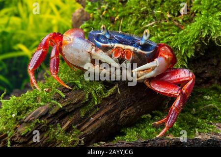 rainbow crab, West African rainbow crab (Cardisoma armatum), in terrarium Stock Photo