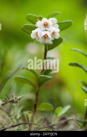 cowberry, foxberry, lingonberry, mountain cranberry (Vaccinium vitis-idaea), blooming, Germany Stock Photo