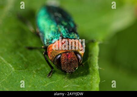 Jewel beetle, Metallic wood-boring beetle (Anthaxia nitidula), female, Germany Stock Photo