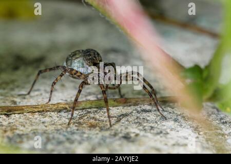 Burnt wolf-spider (Xerolycosa nemoralis), female carries cocoon, Germany, Bavaria, Niederbayern, Lower Bavaria Stock Photo