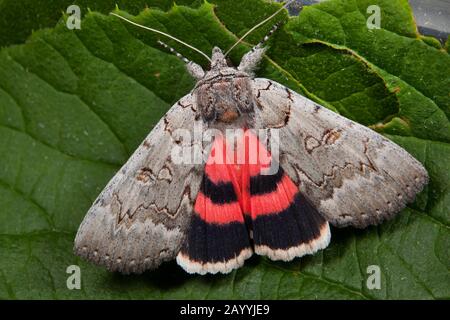 Polish Red (Catocala pacta), sits on a leaf, Germany Stock Photo