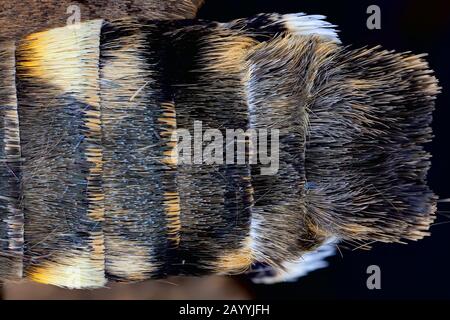 Hummingbird Moth Scale Magnified view of butterfly scales Stock Photo - Alamy