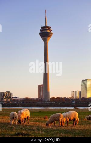 domestic sheep (Ovis ammon f. aries), Rhine meadows with sheeps, Rhine Tower in background, Germany, North Rhine-Westphalia, Lower Rhine, Dusseldorf Stock Photo