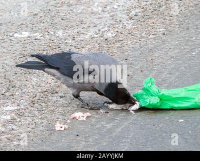 Hooded crow (Corvus corone cornix, Corvus cornix), Carrion Crow opens rubbish bag, Norway, Troms Stock Photo