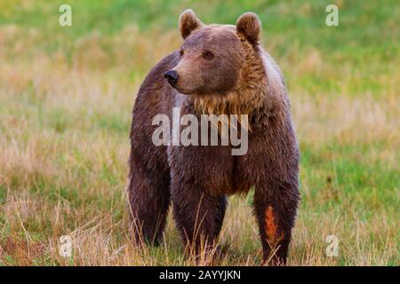 European brown bear (Ursus arctos arctos), young female, Denmark, Djursland Stock Photo