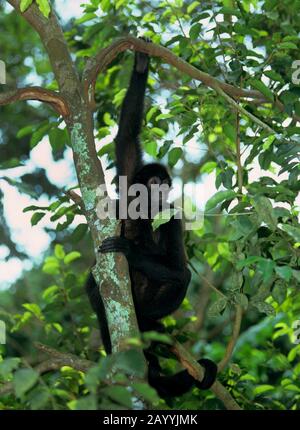 black spider monkey (Ateles paniscus), young animal sitting on a branch in a tree Stock Photo