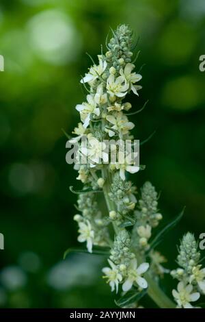 White mullein, Dark mullein (Verbascum lychnitis), inflorescence, Germany Stock Photo