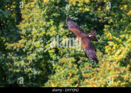 Black kite, Yellow-billed kite (Milvus migrans), flying at forest edge, Germany, Bavaria, Niederbayern, Lower Bavaria Stock Photo