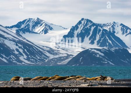 Walruses resting on a beach at Smeerenburg, Amsterdam Island in north-west Svalbard, a former whaling station originated with Danish and Dutch whalers Stock Photo