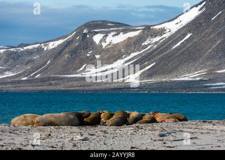 Walruses resting on a beach at Smeerenburg, Amsterdam Island in north-west Svalbard, a former whaling station originated with Danish and Dutch whalers Stock Photo