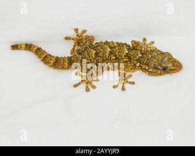 Gecko on the wall, Spain, Tarifa Stock Photo