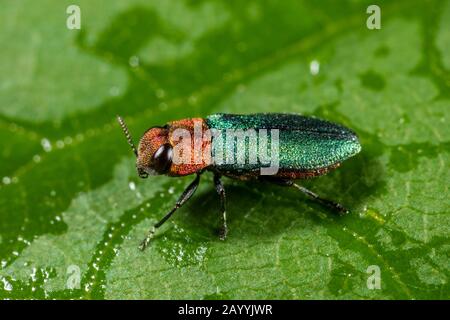 Jewel beetle, Metallic wood-boring beetle (Anthaxia nitidula), female, Germany Stock Photo