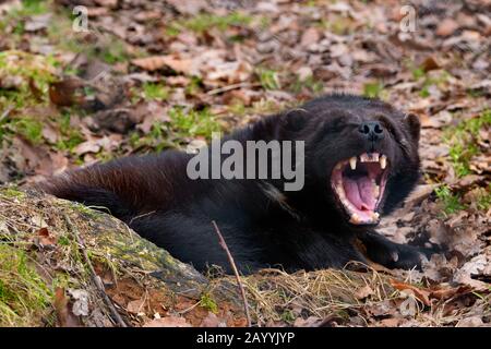 wolverine (Gulo gulo), portrait, snarling Stock Photo - Alamy