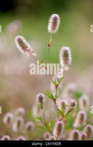 rabbit-foot clover, stone clover, hare's-foot clover (Trifolium arvense), blooming, Germany Stock Photo
