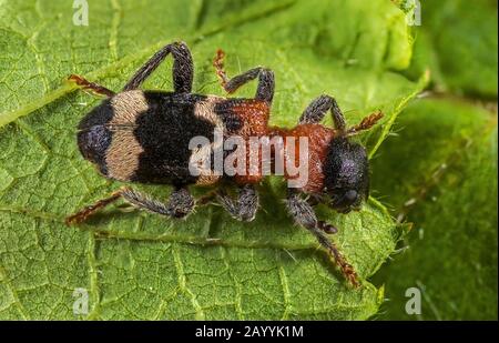 Ant beetle, European Red-bellied Clerid (Thanasimus formicarius), sitting on a leaf, view from above, Germany