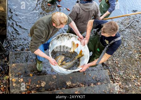 carp, common carp, European carp (Cyprinus carpio), large carps in a bucket, Germany, Bavaria Stock Photo