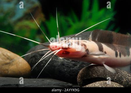 Walking catfish, Broadmouth catfish (Clarias batrachus Marmor), marble Stock Photo