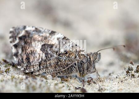 Grayling (Hipparchia semele), resting on ground, Netherlands, South Holland, Berkheide Stock Photo