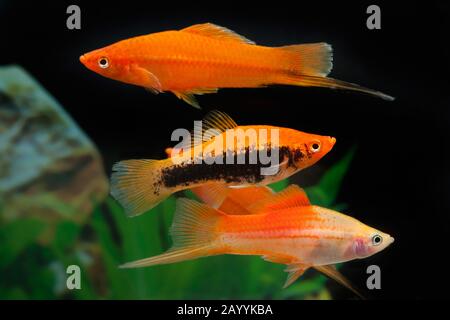 green swordtail (Xiphophorus helleri), breeding form Mix Stock Photo