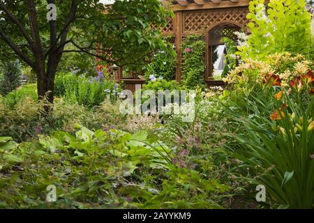 Syringa reticulate japonica - Lilac tree underplanted with Astilbe 'White Gloria', Hemerocallis 'Spider Man', Lilium Asiatic Latvia - Lily and Cotinus. Stock Photo