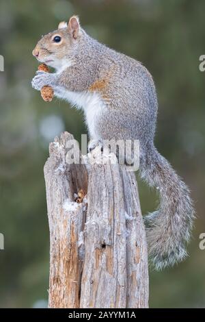 Gray squirrel (sciurus carolinensis) eating seeds of a Spruce cone (Picea), Winter, MN, USA, by Dominique Braud/Dembinsky Photo Assoc Stock Photo