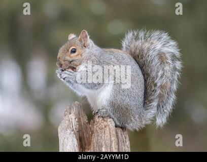 Gray squirrel (sciurus carolinensis) hazel nut, Winter, MN, USA, by Dominique Braud/Dembinsky Photo Assoc Stock Photo