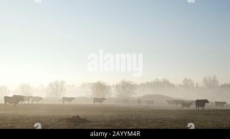 cattle in the foggy morning Stock Photo