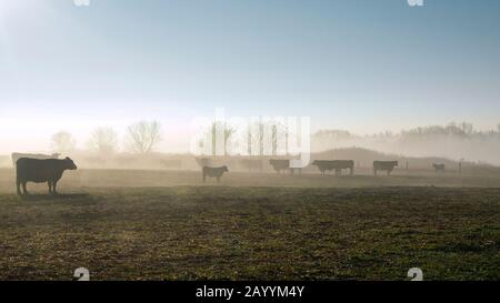 cattle in the foggy morning Stock Photo